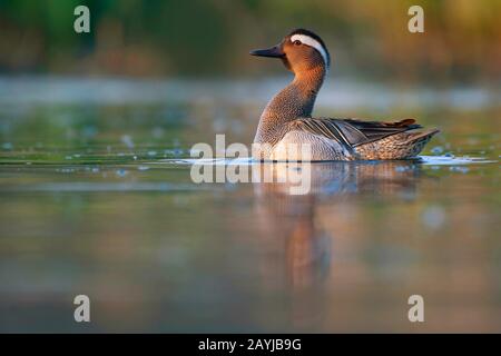 Garganey (Anas querquedula), Schwimmen drake, Belgien, Ostflandern Stockfoto