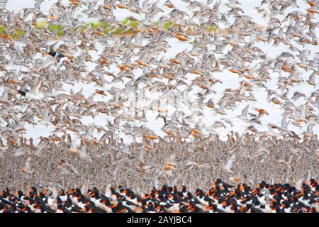 Palaearktischer Austercatcher (Haematopus ostralegus), Herde, die über die Küste fliegen, Großbritannien, England, Norfolk, The Wash Stockfoto