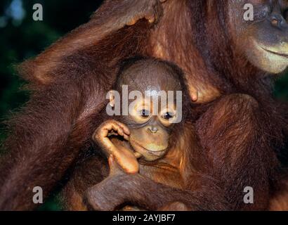 Bornean orangutan (Pongo pygmaeus pygmaeus), Jungtier im Arm seiner Mutter in einer Entlassstation, Porträt, Malaysia, Borneo Stockfoto