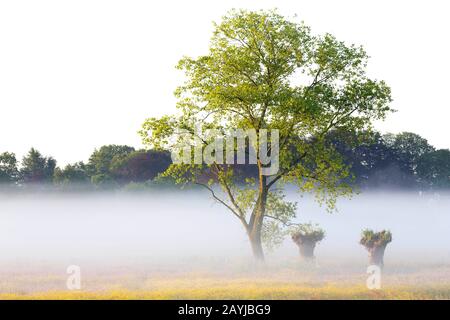 Aspen, Pappel (Populus spec.), auf einer Wiese mit bestäubtem Weidenschrecke in Morgennebel, Belgien, Ostflandern, Drongen, Keuzemeersen Stockfoto