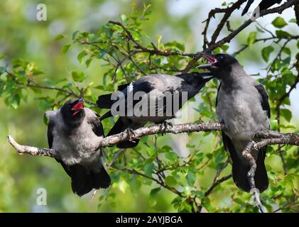 Krähe mit Kapuze (Corvus Corone Cornix, Corvus Cornix), mit zwei jungen Menschen, Norwegen, Troms Stockfoto