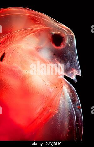 Gewöhnlicher Wasserfloh (Daphnia spec.), Mikroskopfoto eines gewöhnlichen Wasserflohs, Kopf, Deutschland Stockfoto