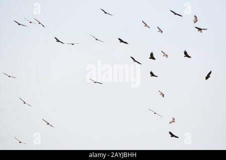 Griffon Geier (Gyps fulvus), Gruppe im Flug, Spanien, Extremadura, Caceres Stockfoto