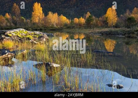 Birke (Betula spec.), See und Birken im Herbst, Norwegen, Ottadalen Stockfoto