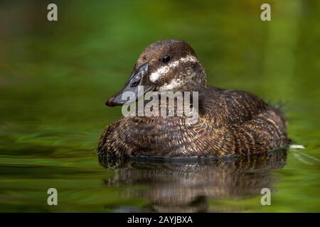 Argentinische See-Ente (Oxyura vittata), Schwimm-Weibchen, halblanges Porträt, Zoo HD Stockfoto