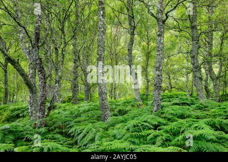Birke (Betula spec.), Birkenwald mit Adlerfarnen, Großbritannien, Schottland, Craigellachie National Nature Reserve, Aviemore Stockfoto