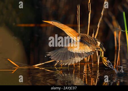 Kleines Bittern (Ixobrychus minutus), Weibchen nimmt Wasser ab, Griechenland, Kerkini-See Stockfoto