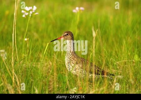 Gemeinsamer Rotschank (Tringa totanus), steht auf einer Wiese, Deutschland Stockfoto