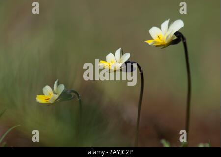 Kultivierte Pansie, Feldpansie, kleine Wildpanse (Viola arvensis), Blumen, Deutschland Stockfoto