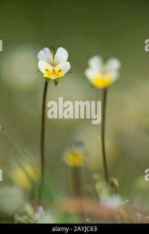 Kultivierte Pansie, Feldpansie, kleine Wildpanse (Viola arvensis), Blumen, Deutschland Stockfoto