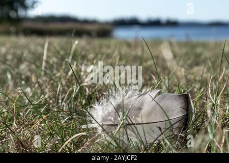 Vogelfeder aus dem Meer auf Gras in der Nähe des Sees hell sonnige Tages-Makro Nahaufnahme Stockfoto