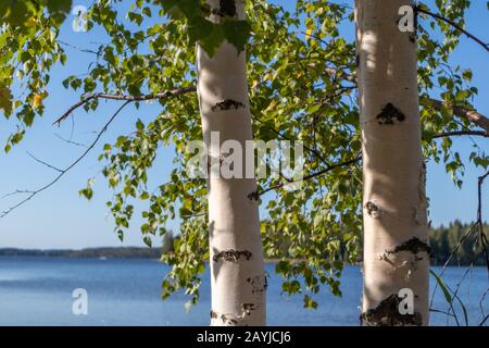 Birken sonniger Tag in der Nähe des Sees in Finnland schöne Natur nordische finnische Landschaft wildes Tageslicht verwischt den Hintergrund Stockfoto