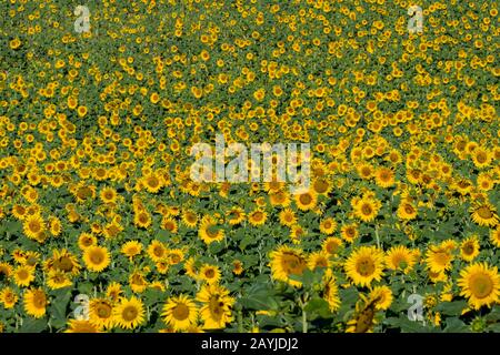 Ein Sonnenblumenfeld auf dem Hochplateau von Valensole bei Digne-les-Bains und den Schluchten von Verdon in der Region Alpen-de-Haut-Provence in Südfrankreich. Stockfoto