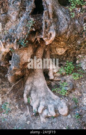 Baumwurzel sieht wie ein Fuß aus Stockfoto