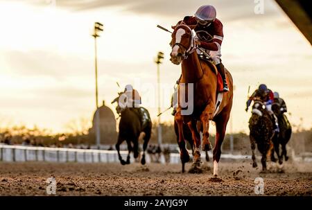 New Orleans, USA. Februar 2020. 15. Februar 2020: #7 Finite und Jockey Ricardo Santana Jr. gewinnen die Kategorie-2 Rachel Alexandrea Einsätze in einem Aufregen während Des "Risen Star Stakes Day" auf dem Fair Grounds Race Course in New Orleans, Louisiana. Scott Serio/Eclipse Sportswire/CSM/Alamy Live News Stockfoto