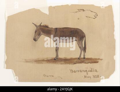 Frederic Edwin Church - A Donkey, Baranquilla, Columbia Stockfoto