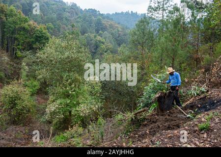 Ein Bauer macht Land für einen Pfirsichgarten in den Hügeln nahe dem mixtekischen Dorf San Juan Contreras bei Oaxaca, Mexiko. Stockfoto