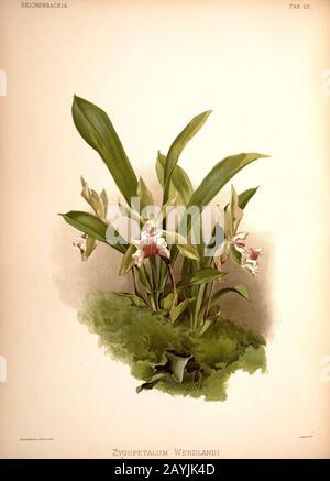 Friedrich Sander - Reichenbachia II Plate 53 (1890) - Zygopetalum wendlandi. Stockfoto