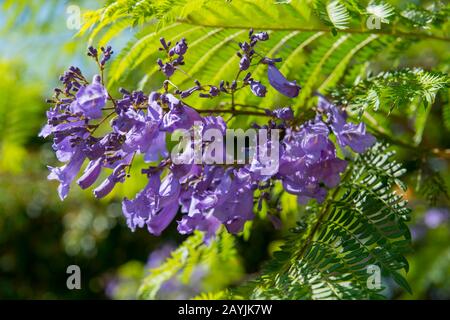 Nahaufnahme einer Jacaranda-Baumblume an der Nordplattform des Monte Alban im Tal der Region Oaxaca, Oaxaca, Mexiko. Stockfoto