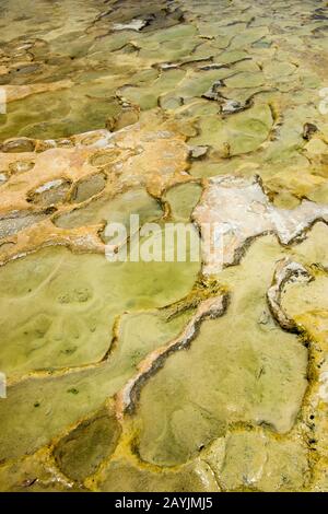 Details zu Kalziumkarbonat und anderen Mineralvorkommen in Hierve el Agua in der Nähe von Oaxaca, Südmexiko. Stockfoto