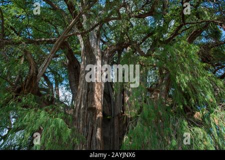 Blick auf den Baumhimmel des El Arbol del Tule (Tule Tree, Montezuma Cypress), einem Baum, der sich auf dem Kirchengelände im Stadtzentrum von Santa Ma befindet Stockfoto