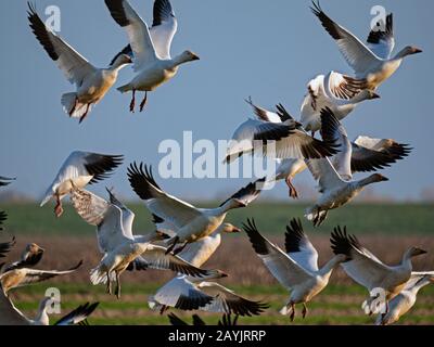 Schneegänse in Staten Island Preserve, Kalifornien Stockfoto