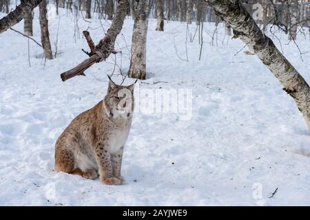 Ein eurasischer Luchs (Lynx Lynx) sitzt im Schnee in einem Wildpark in Nordnorwegen. Stockfoto