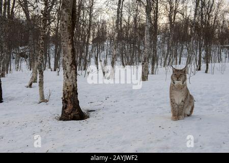 Ein eurasischer Luchs (Lynx Lynx) sitzt im Schnee in einem Wildpark in Nordnorwegen. Stockfoto