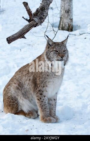 Ein eurasischer Luchs (Lynx Lynx) sitzt im Schnee in einem Wildpark in Nordnorwegen. Stockfoto