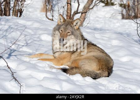 Der graue Wolf (Canis lupus) ruht im Schnee in einem Wildpark in Nordnorwegen. Stockfoto