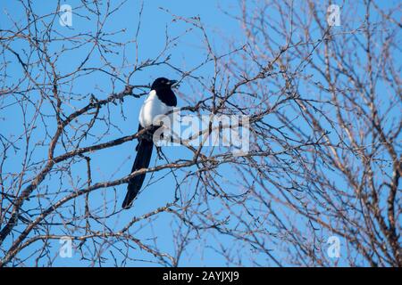 In Nordnorwegen thront ein Magpie in einem Baum. Stockfoto