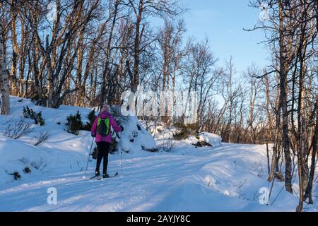 Eine Frau (Modell-Release 20020923-10) ist Skilangläufer bei Bjorkliden im schwedischen Lappland, Nordschweden. Stockfoto