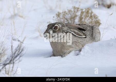 Weißes Jackkaninchen (Lepus callotis) im Schnee, New Mexico USA Stockfoto