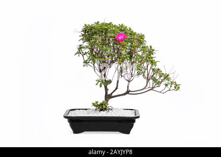 Bonsai Baum im Studio auf weißem Hintergrund fotografiert. Stockfoto