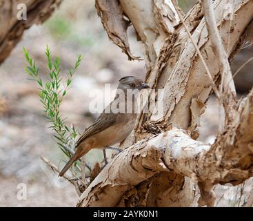 Der gekämmte Bellbird (Oreoica gutturalis) thront in einem Baum Stockfoto