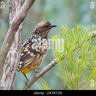 Der westliche Bowerbird (Chlamydera guttata) thront auf einem Ast und zeigt seinen violetten Nacken, Australien Stockfoto