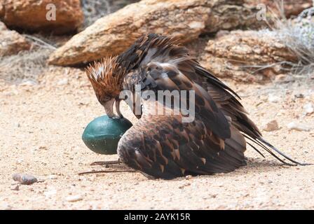 Ein schwarz-reihiger Buzzard (Hamirostra melanosternon), der während einer Vogelanzeige in Australien ein gefälschtes emu-ei aufbricht Stockfoto