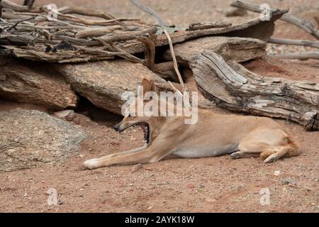 Dingo liegt auf und gähnelt (Canis familiaris Dingo oder Canis lupus Dingo) Stockfoto