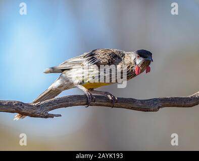 Red Wattlebird (Anthochaera carunculata) thront auf einem Zweig, Gluepot Reserve, South Australia, Australien Stockfoto