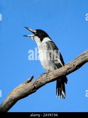 Der graue Butcherbird (Cracticus torquatus) thront auf einer Filiale und ruft, Gluepot Reserve; South Australia; Australien Stockfoto