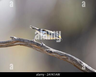 Gestreifte Pardalote (Pardalotus striatus) auf einer Filiale, dem Gluepot Reserve, South Australia, Australien Stockfoto