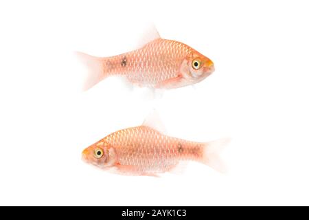 Aquarium Fisch auf weißem Hintergrund Stockfoto