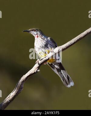 Vertikaler Blick auf einen roten Wattlebird (Anthochaera carunculata), der auf einem Zweig, dem Gluepot Reserve, South Australia, Australien, thront Stockfoto