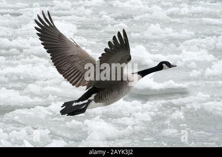 Kanadagänse im Flug Stockfoto