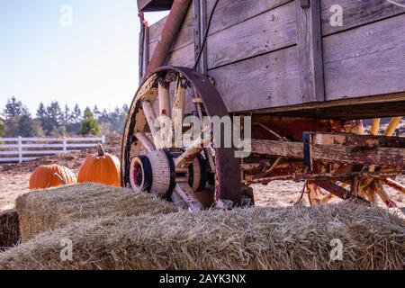 Blick auf ein altes rustikales Wagenrad. Orangefarbene Kürbisse und Strohhalme ballen im Vorder- und Hintergrund. Stockfoto