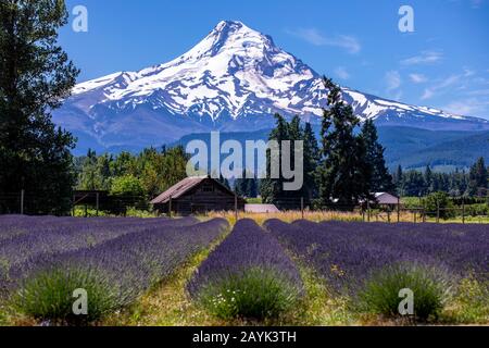 Malerische Aussicht auf Mt Hood von der Lavender Valley Farm, Oregon Stockfoto