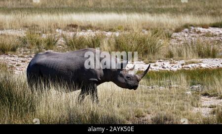 Weißes Nashorn, rechts, Etosha National Park, Namibia, Afrika. Stockfoto