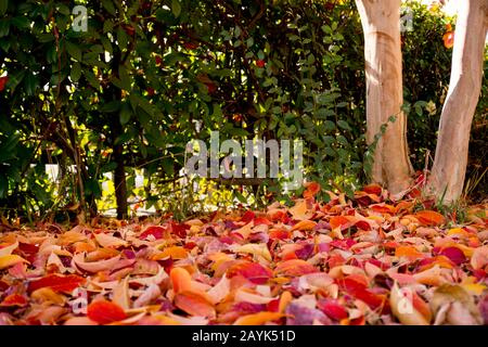 Rote, gestürzte Blätter, die wie ein roter Teppich auf dem Boden gestreut sind, Herbstfärbung Anfang Dezember in Osaka, Japan Stockfoto