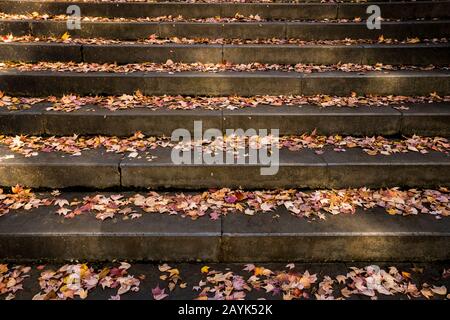 Steintreppe im Park mit gestürzten Ahorn-Blättern, Blick In Den Hohen Winkel Stockfoto
