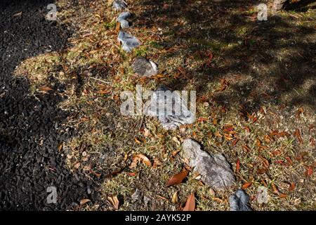 Braune, verdorrte Blätter, die auf dem Boden mit Felsen am Straßenrand als Hintergrund oder Textur gestreut Sind, Nahaufnahme Stockfoto